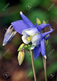 Maybe you would like to learn more about one of these? Colorado Blue Columbine Flower Aquilegia Caerulea Stock Photo Picture And Royalty Free Image Image 13510035