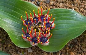 Image result for Daubenya