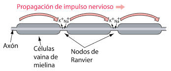 Nerve Cell