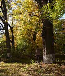A Review Of Black Walnut Juglans Nigra L Ecology And Management In Europe Springerlink