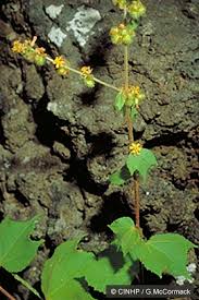 Image result for Triumfetta trichocarpa