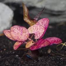 Image result for Nymphaea maculata