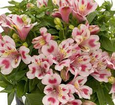 Alstroemeria Inca Flamingo From The Bransford Webbs Plant Company