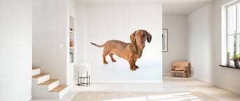 Dachshund Made To Measure Wall Mural Photowall Free dachshund puppy wallpaper makes a great desktop wallpaper image or screensaver photo for your desktop, iphone, or android cell phone or tablet.