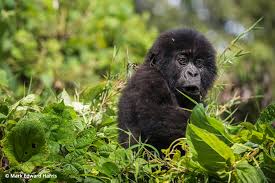 He recruited jane goodall to study chimpanzees in the wild. Virunga Gorilla Trekking Adventure Volcanoes Safaris