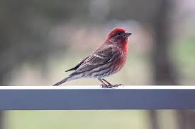 Many people really enjoy watching, feeding and learning about birds. How To Attract Finches And 7 Helpful Tips My Backyard Life