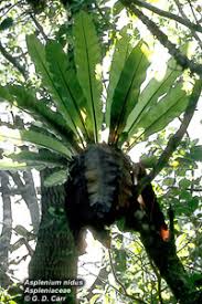 Image result for Asplenium aethiopicum