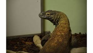 Il y a 4 façons d'aller de timor oriental à komodo (île) en avion ou voiture. Romaneche Thorins Curu Le Dragon De Komodo Est Arrive A Touroparc Zoo
