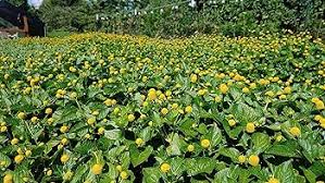 Image result for Spilanthes costata