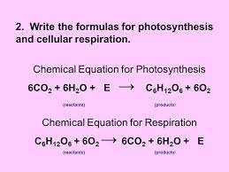 Cell Structure And Function Ppt Video Online Download