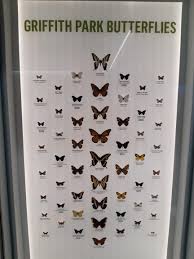 Butterfly Identification Chart From Griffith Park Los
