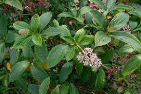 Image result for Ebenaceae