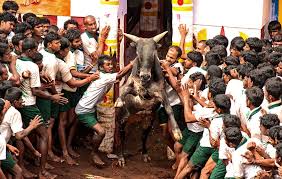 Jallikattu is an event in which a bull such as the anbu is forced to marry karuppan after he tames her brother's bull in jallikattu. Jallikattu 2021 In India Dates