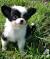 Black Long Haired Chihuahua Mix