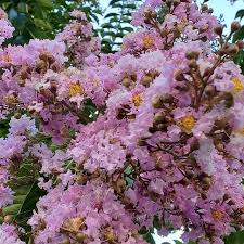 Learn the best varieties to plant in your yard. Best Trees For Small Gardens