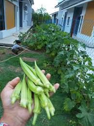 Cara tanam bendi rendah kalori dalam pasu. Mudahnya Tanam Bendi Senang Jaga Sekejap Dapat Hasil Makan Tak Habis Vanilla Kismis
