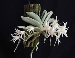 Image result for Cyrtorchis praetermissa