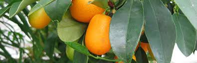 The best place to buy tropical fruit trees in south florida. Fruits And Nuts Gardening Solutions University Of Florida Institute Of Food And Agricultural Sciences