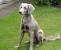 Black Long Haired Weimaraner