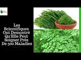 Moringa 10 Bienfaits Et Comment Le Consommer Nature Sante Youtube Moringa Bienfaits Sante Moringa Oleifera