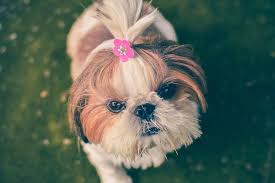 imagen gratis en pixabay animales perro mascota lindo hayvanlar