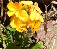 10 ways to save the bees. Grow Wallflowers Erysimum For Bees