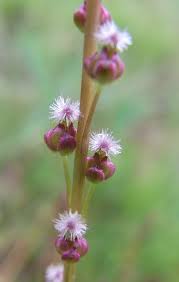 Image result for Juncaginaceae