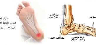 أجزاء القدم بالصور المرسال