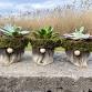 Gnome Pots + Succulents Workshop