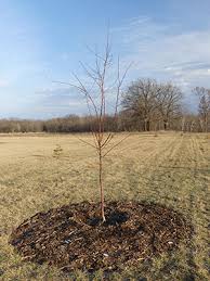 Check spelling or type a new query. Watering Newly Planted Trees And Shrubs Umn Extension