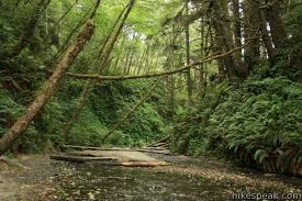 Maybe you would like to learn more about one of these? Fern Canyon Trail Prairie Creek Redwoods Sp Hikespeak Com
