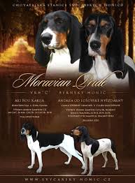 Image result for bernský honič