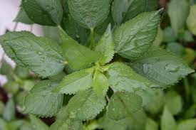 Image result for Acalypha lanceolata