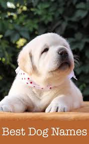 For famous dogs from fiction, see list of fictional dogs. Famous Dog Names Male Puppies