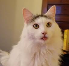 If you look RREEAAAAALLLLLLYYYYYY closely, you'll see the tiniest of bleps.