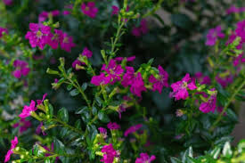 Image result for Cuphea