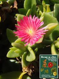 Image result for Aizoaceae