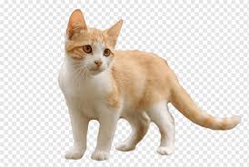We breed silver, brown, red, and patched american shorthair classic tabbies, with and without white. Kitten American Wirehair Aegean Cat European Shorthair British Shorthair Kitten Mammal Animals Cat Like Mammal Png Pngwing