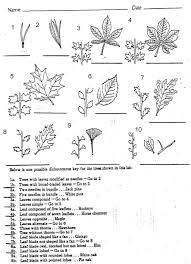 Dichotomous key practive the worksheet is credited to : Constructing Dichotomous Key Worksheet Dichotomous Key Worksheets And Activities