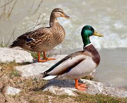 Black And White Wild Duck Species American Wigeon Wild Duck Anas Platyrhynchos Mallard Duck