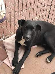With so many different types of terriers to choose from, you should have no trouble finding the perfect dog for you. Dog For Adoption Penny A Wirehaired Terrier Labrador Retriever Mix In Plano Tx Petfinder