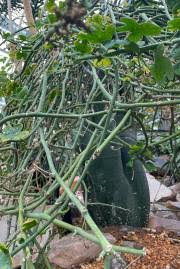 Image result for Adenia gummifera