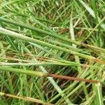 Image result for Hyparrhenia diplandra