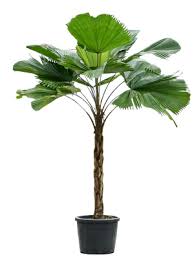 Image result for Licuala