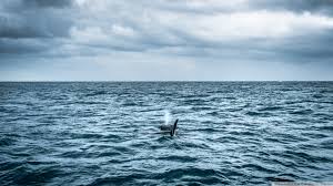Follow the vibe and change your wallpaper every day! Killer Whale 4k 1920x1080 Wallpaper Teahub Io