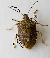 Brown Marmorated Stink Bug Brown Marmorated Stink Bug Stink Bugs Bugs