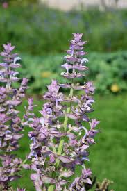 Image result for Salvia sclarea