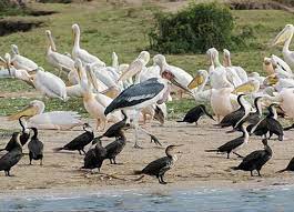 6-Day Queen Elizabeth and Lake Mburo - Uganda Safaris | Gorilla Trekking |  Gorilla Tours in Uganda | Uganda Safaris | Kenya safaris