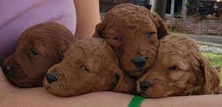 Explore 49 listings for doodle puppies for sale uk at best prices. Mini Irish Doodle Puppies And Moyen Poodle Puppies By Darling Doodles