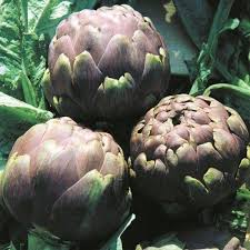 Mor Enginar Tohumu Enginar Cicek Flowers Flower Bahce Saksi Toprak Tohum Hobi Zevk Ankara Istanbul Izmir Bursa In 2020 Types Of Soil Seed Catalogs Seeds